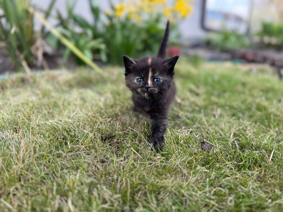 Кошеня дівчинка безкоштовно + доставка