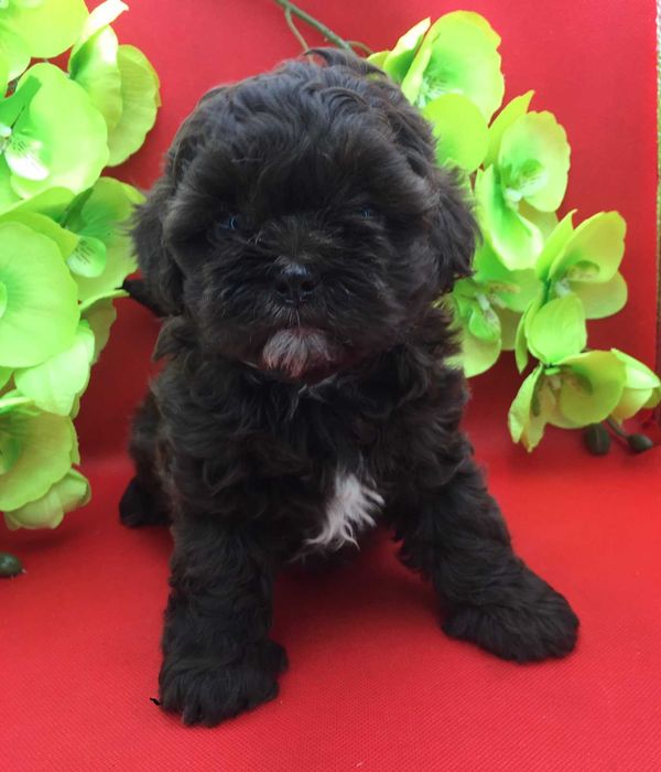 черные Мальтипу ф1 в Киеве