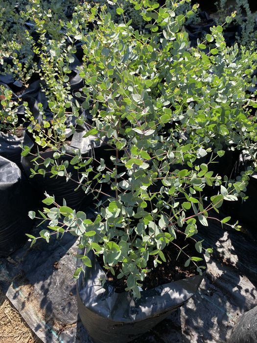 Eucalyptus Gunni (Gum) - Евкаліпт Гунні Гунни Ганна деревья