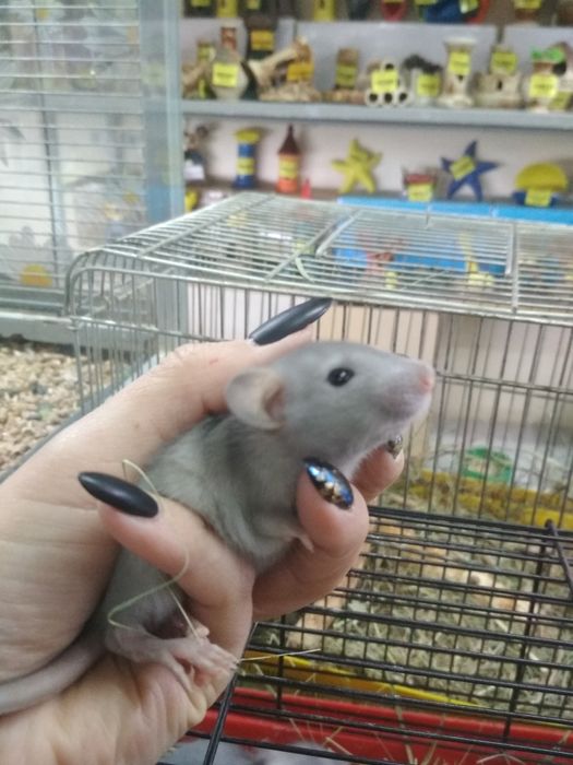 Пацючки, пацючки маленьки