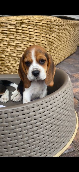 BeagleTricolor! Wybitne z rodowodem! Paszport
