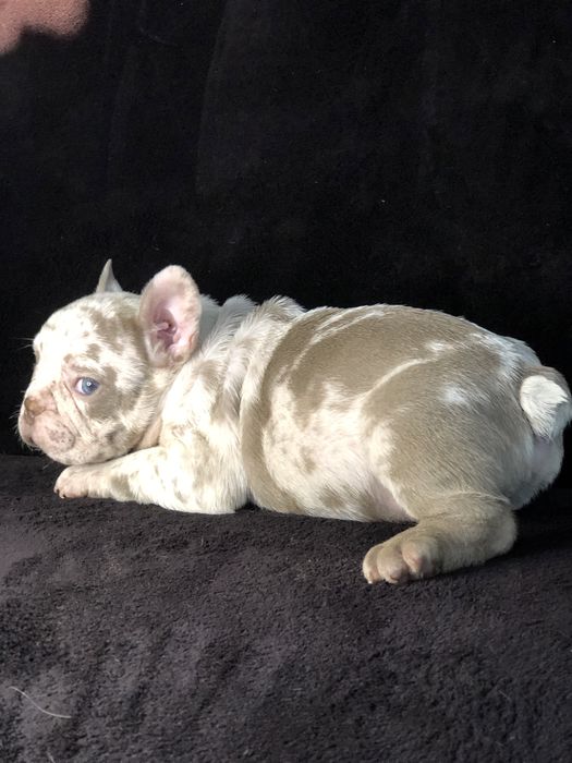 Элитные французские бульдоги