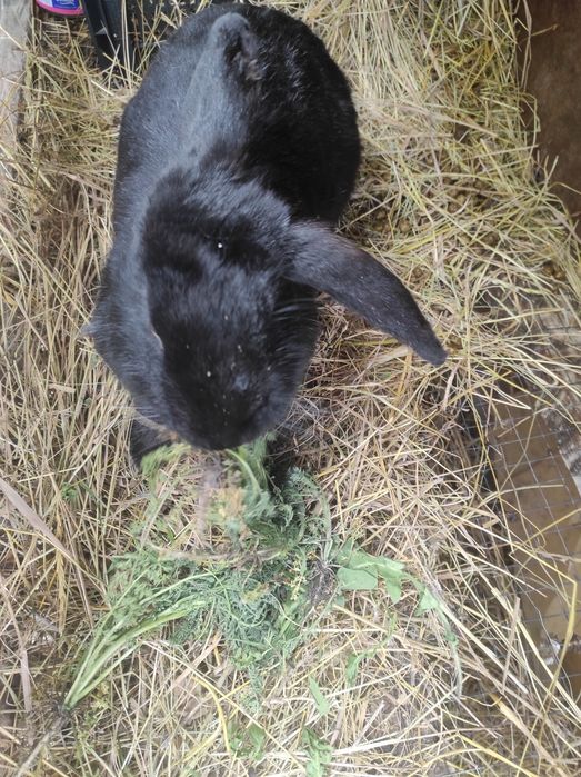 Кролички Крольчихи Кролики