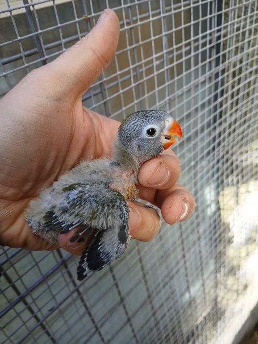 Agaponis Personatas e ficher