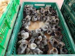 яйце курей Домінант різних ліній.