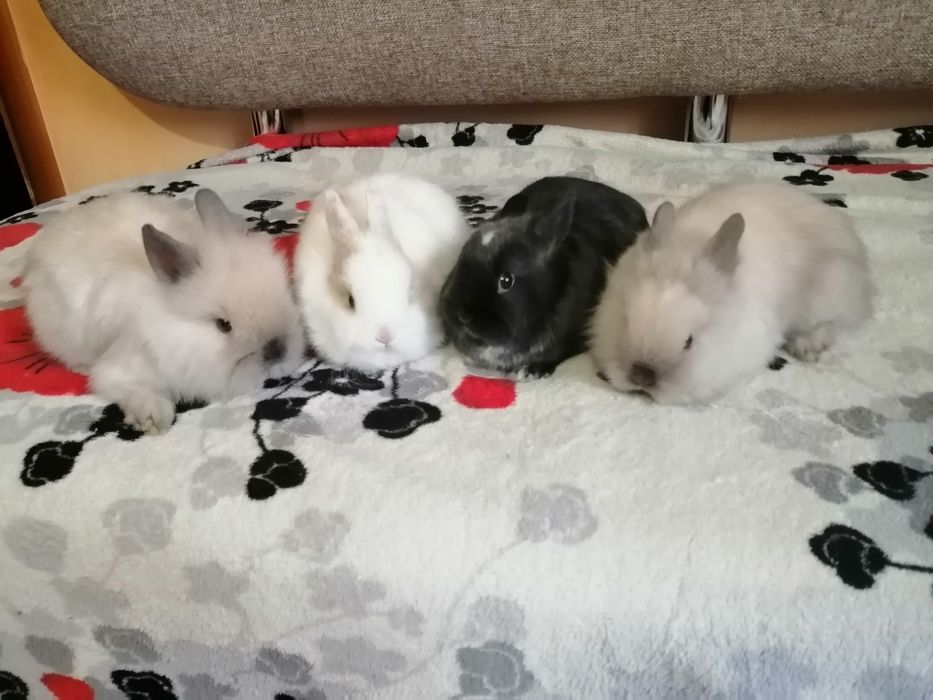 Декоративні кроленята