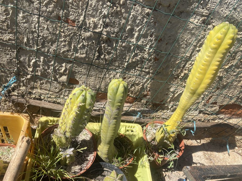 Vendo cacto São Pedro