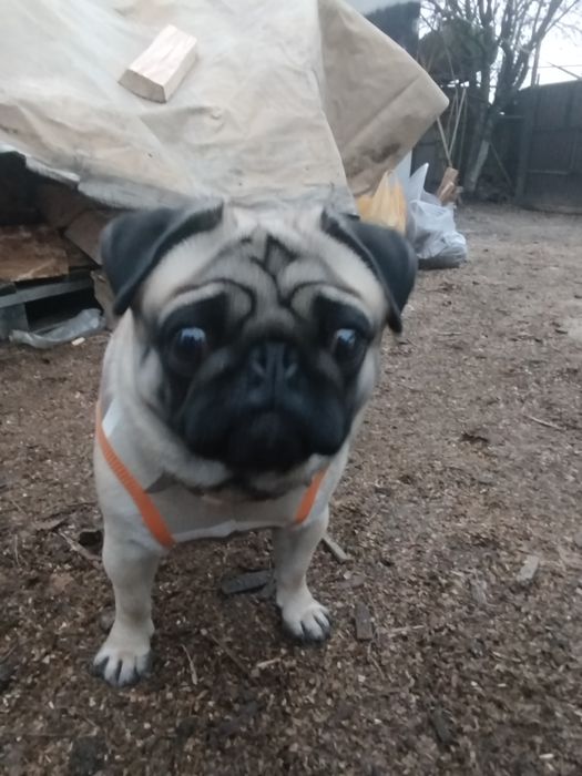 Мопс   шукає   дівчинку