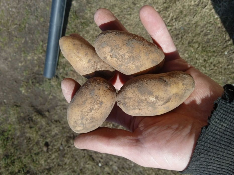 Продам картоплю посадкову