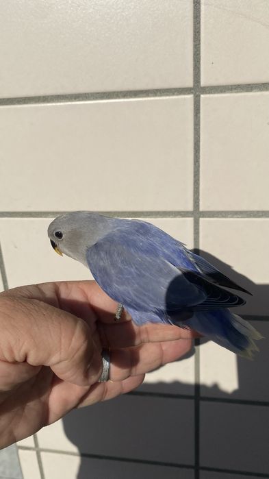 Agapornis domesticado