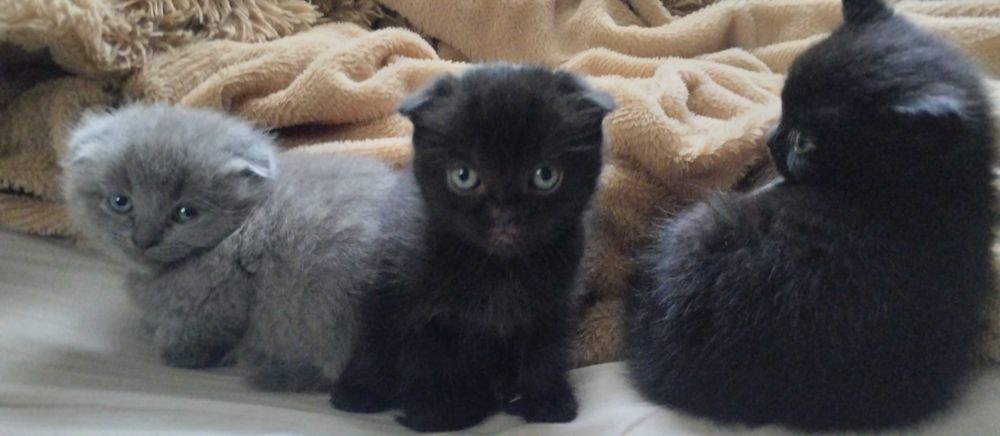 Шотландські кошенята