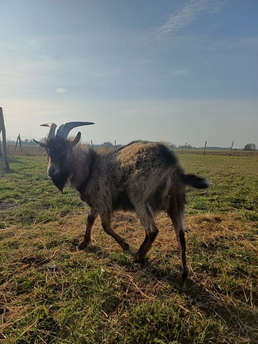 Sprzedam kozła dorosłego