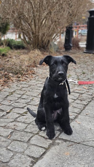 Pies do adopcji 4 miesiące