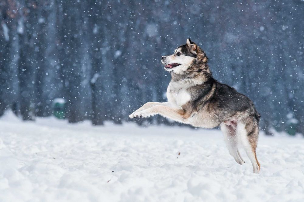 Łagodny Kordian - podaruj mu dom!