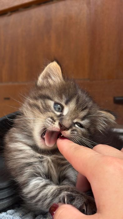 Маленьке кошенятко