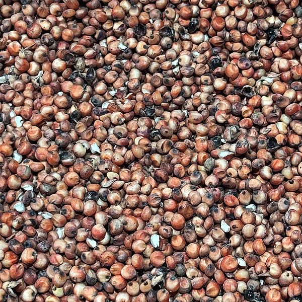 5kg Sorgo czerwone karma pokarm pasza dla ptaków papug średnich i duży