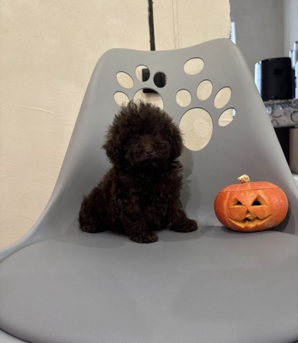 Той пудель шоколад