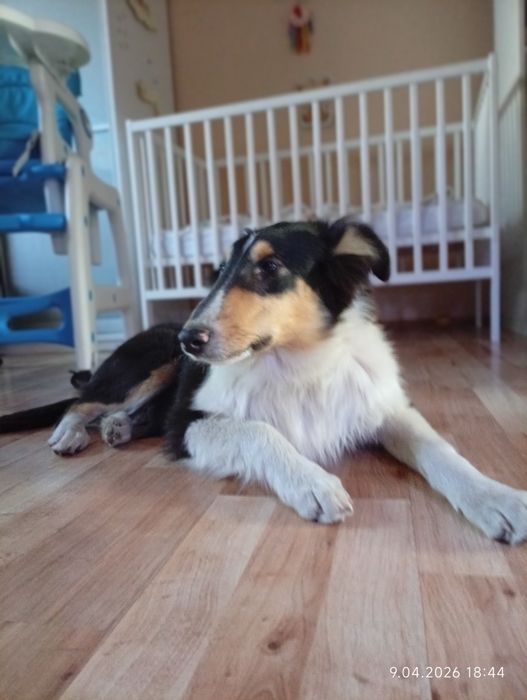 Owczarek szkocki collie