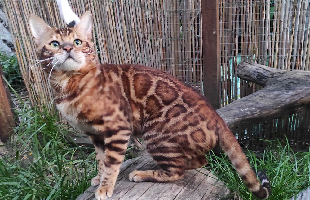 Чудовий бенгальський котик, бенгал, кошенята