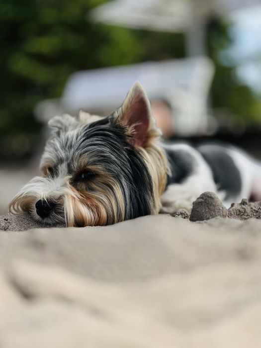 Флокі - хлопчик бівер шукає собі подружку)