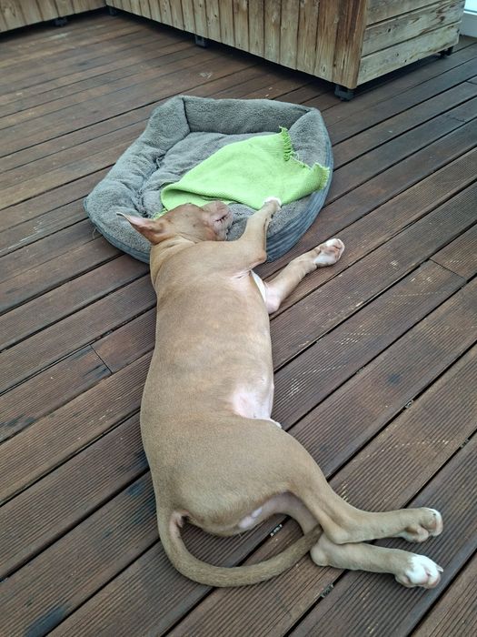 American Bully para adoção