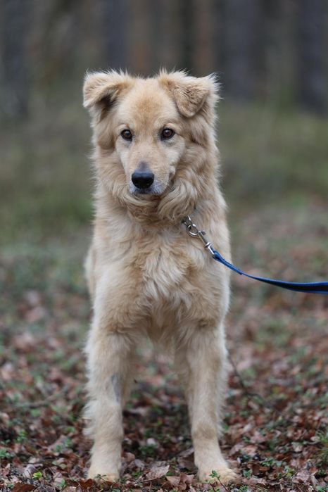 Piesek okolo 5 lat