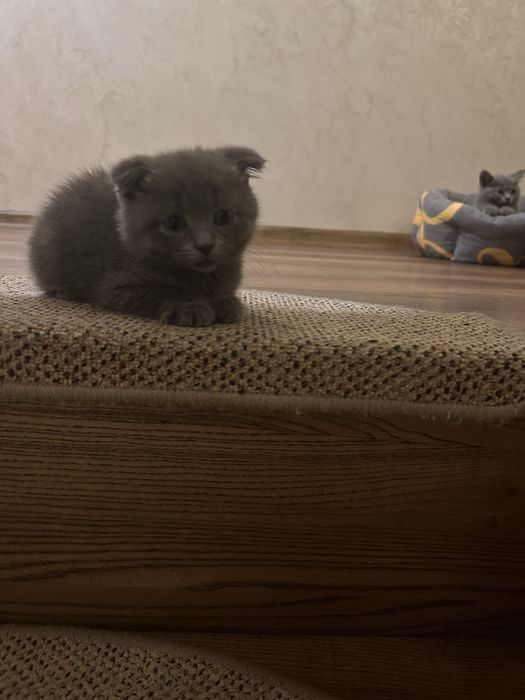 Чистокровні кошенята