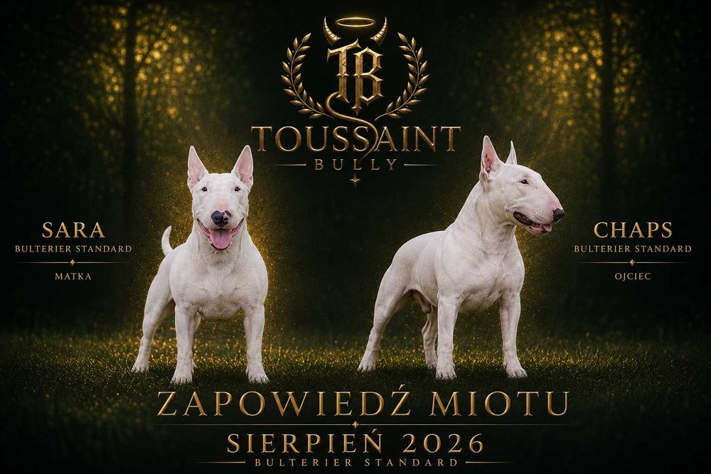 GOTOWY samiec bulterier standard SOLID WHITE BULLTERRIER bull terrier