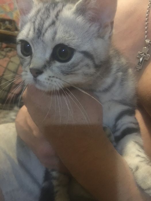 Кошеня шотландець хлопчик скоттіш страйт (прямовушка)