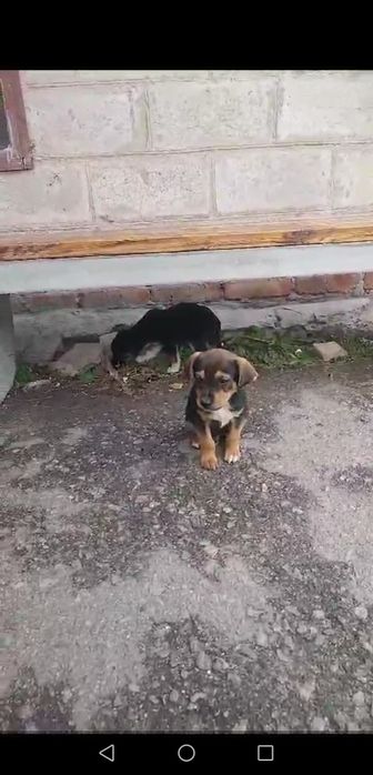 Песик щеня в добрі руки