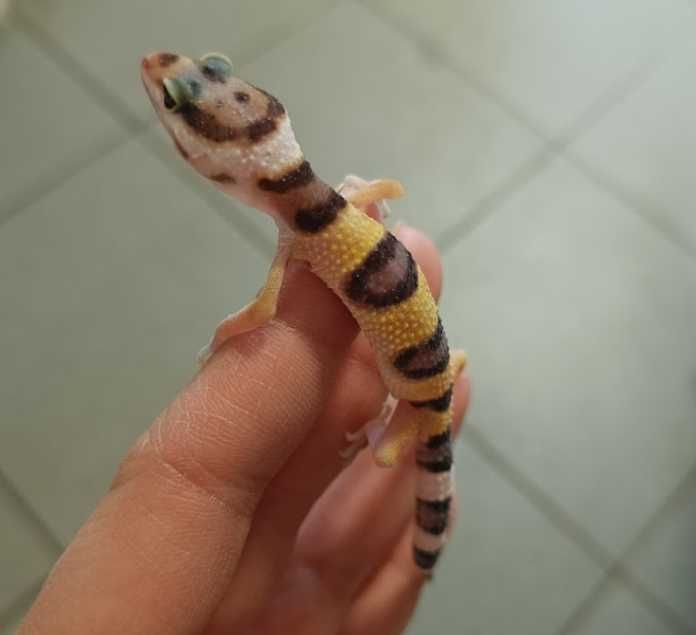 Gekon lamparci GRUBY KOCUR sklep zoologiczny Sędziszów Mał.