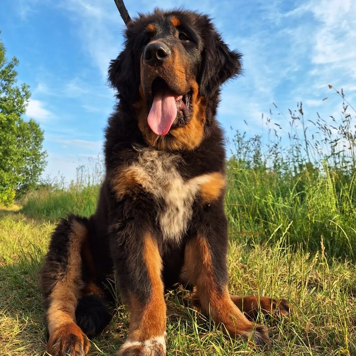 Щенки тибетского мастифа