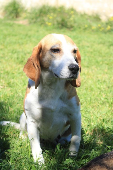 Beagle querida para adopção