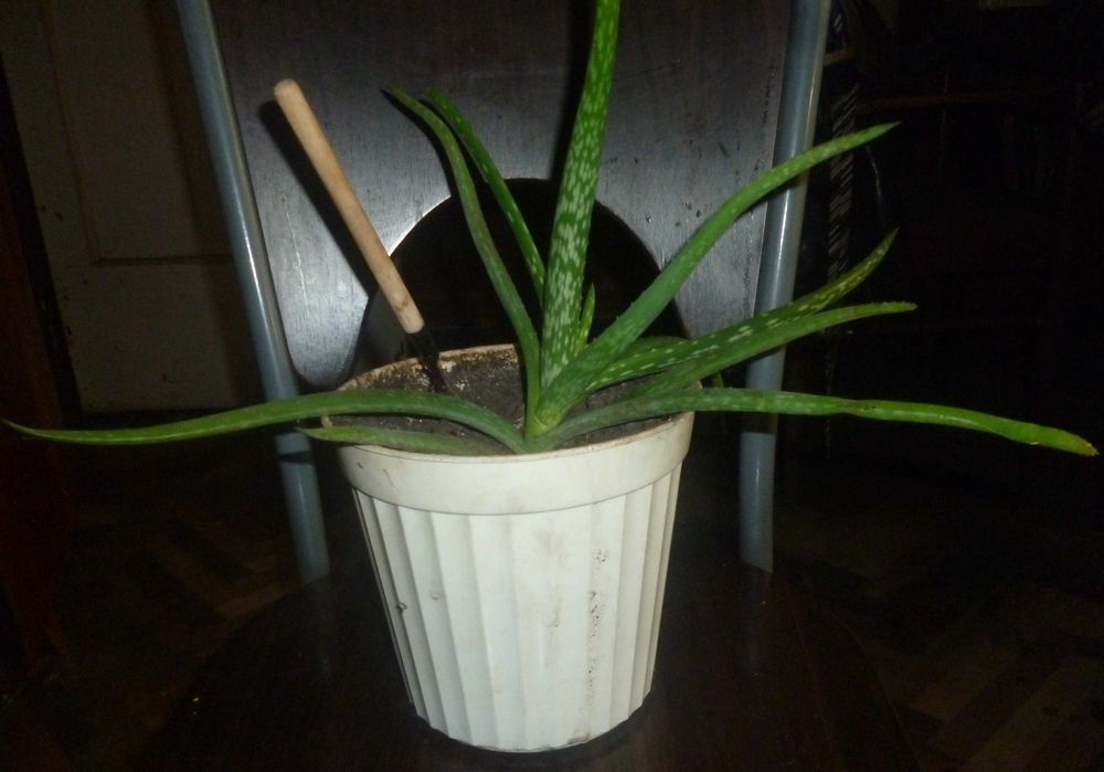 Продам алоэ вера.