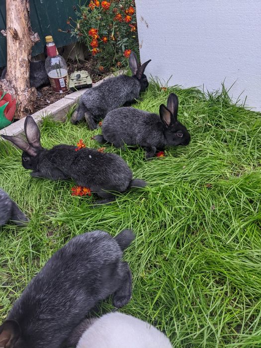 Кролики "полтпвське срібло"