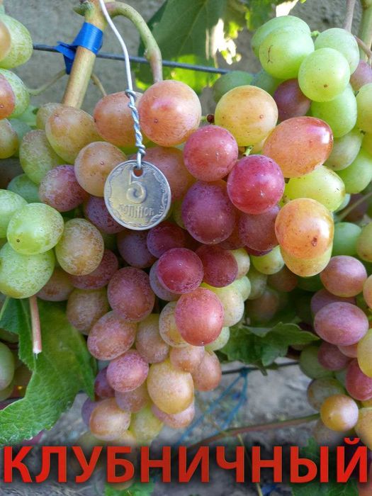 Корнесобственные саженцы винограда