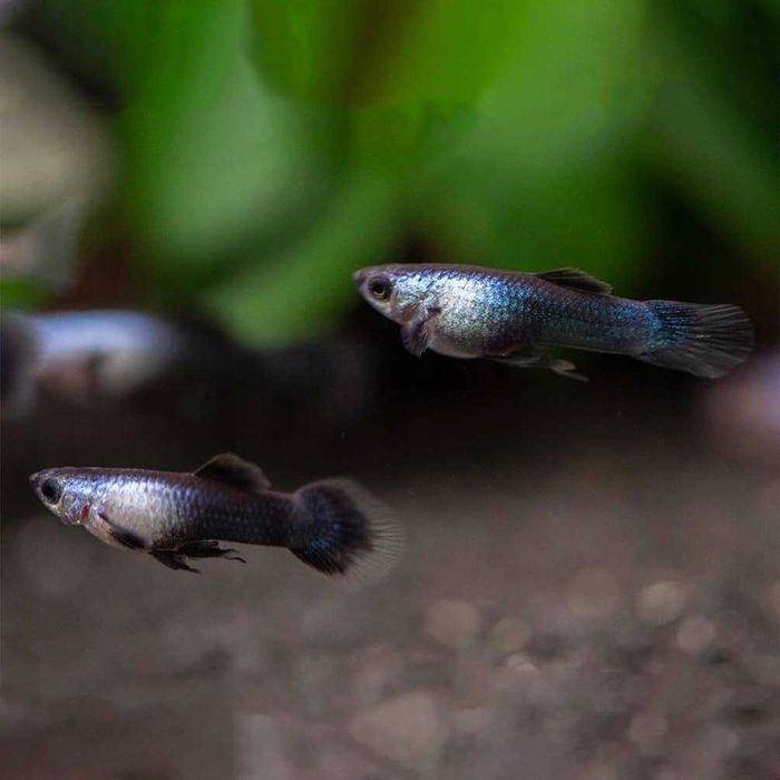 Gupik Endlera Panda PARA