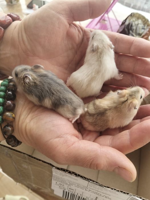 Віддам хом'яків у добрі руки