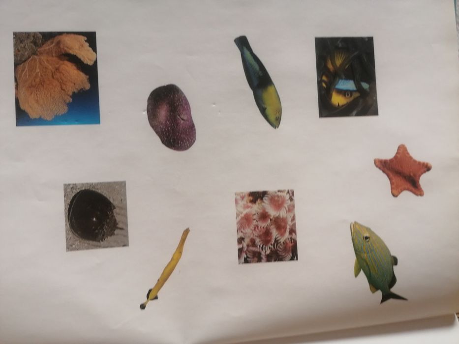 Życie oceanu mały odkrywca, książka dla dzieci