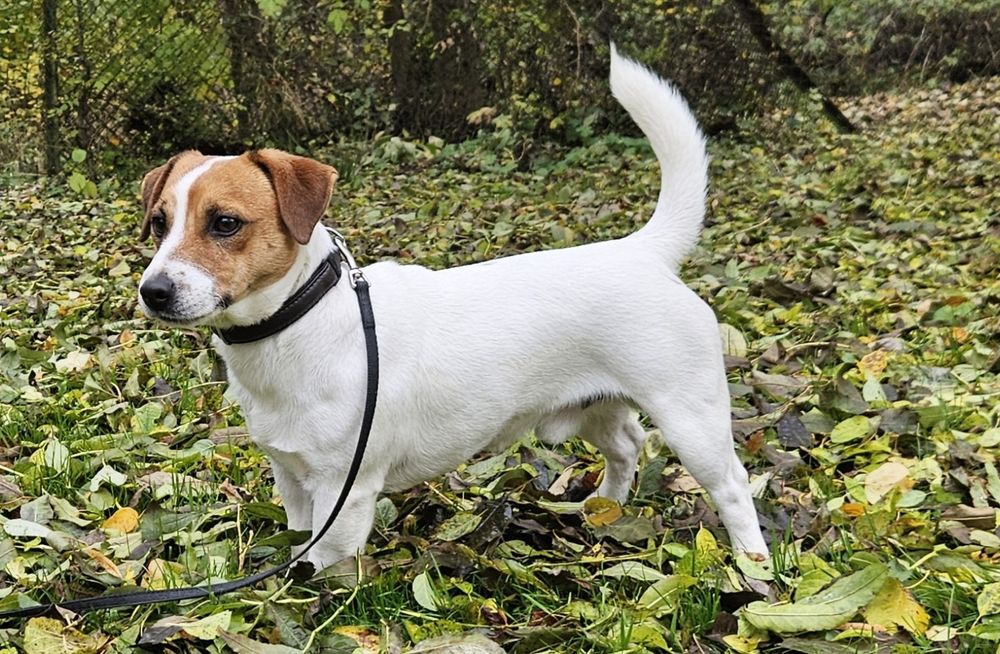 Suczka Jack Russell Terrier