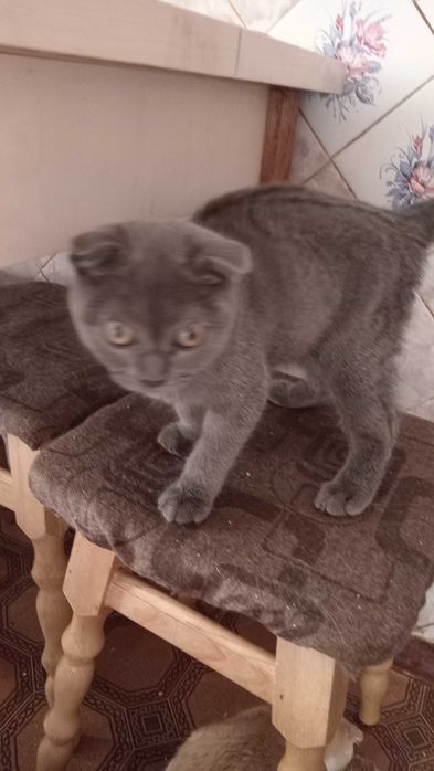 Грайливі домашні кошенята