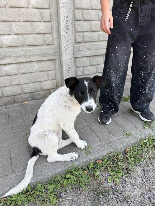 В добрі руки неймовірно красиве маля