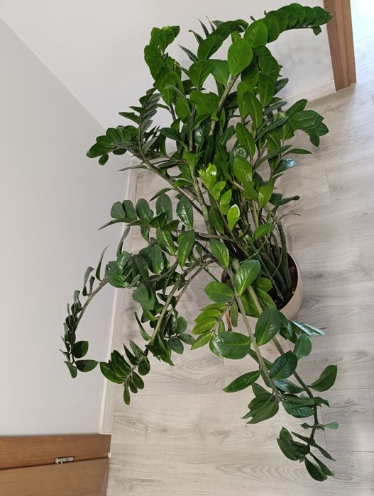 Zamiokulkas, zamioculcas