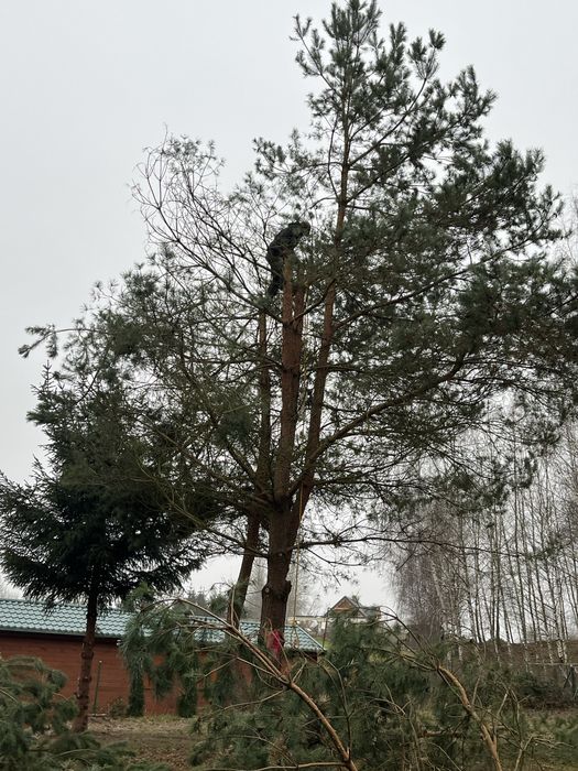 Wycinka drzew rebak łuparka frezarka