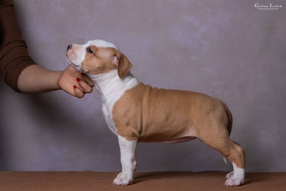 Перспективна дівчинка Амстаффа (КСУ) — All’Vari Style. 2.5 місяці