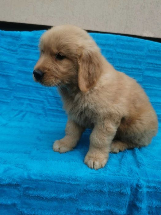 Golden Retriever - ciemno-złoty szczeniak