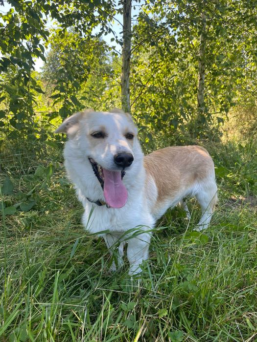 Maestro uroczy psiak do adopcji