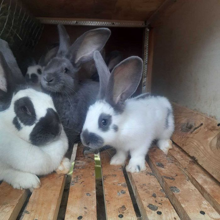 Кролі Німецький строкач