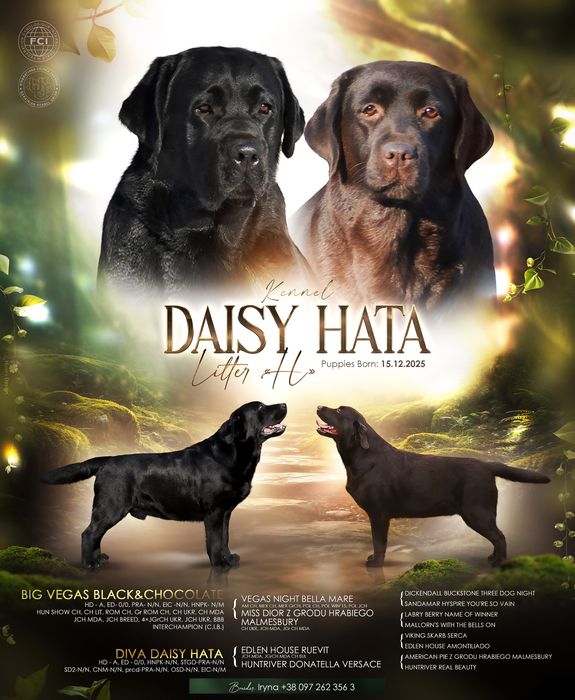 Лабрадор ретривер. КСУ-FCI