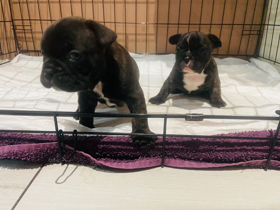 Sprzedam pieska buldog francuski